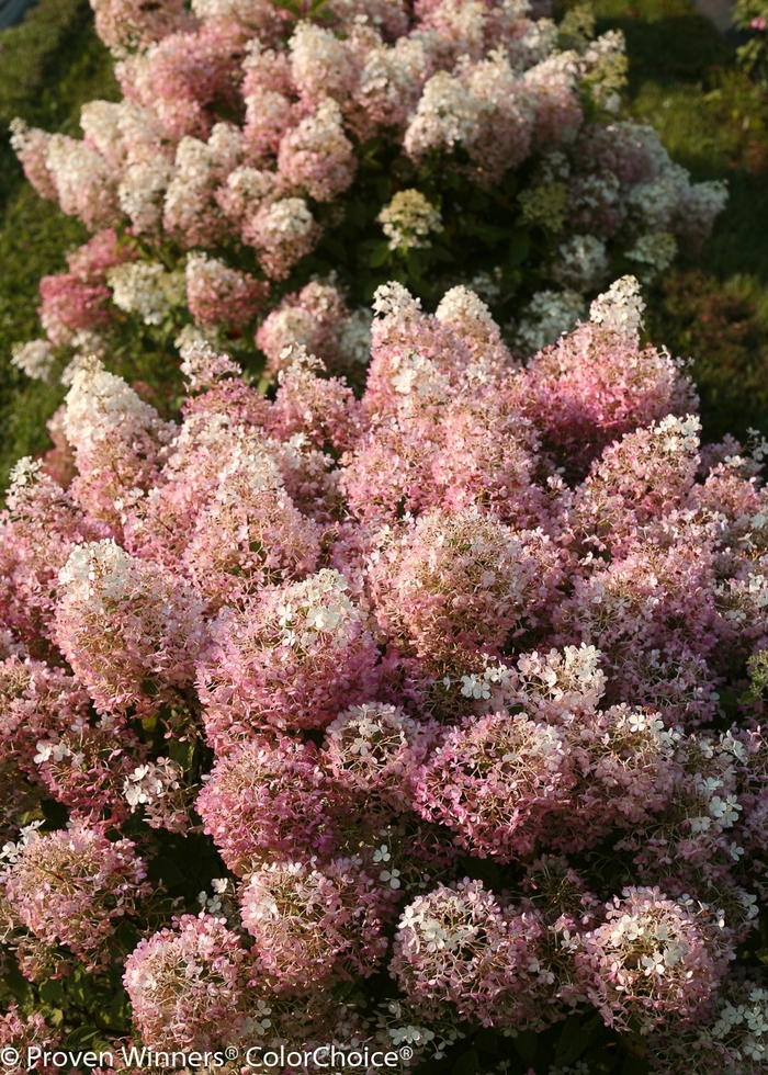 'Bobo®' Panicle Hydrangea - Hydrangea paniculata from Winding Creek Nursery