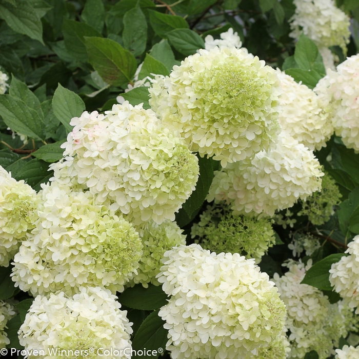 'Limelight' Panicle Hydrangea - Hydrangea paniculata from Winding Creek Nursery