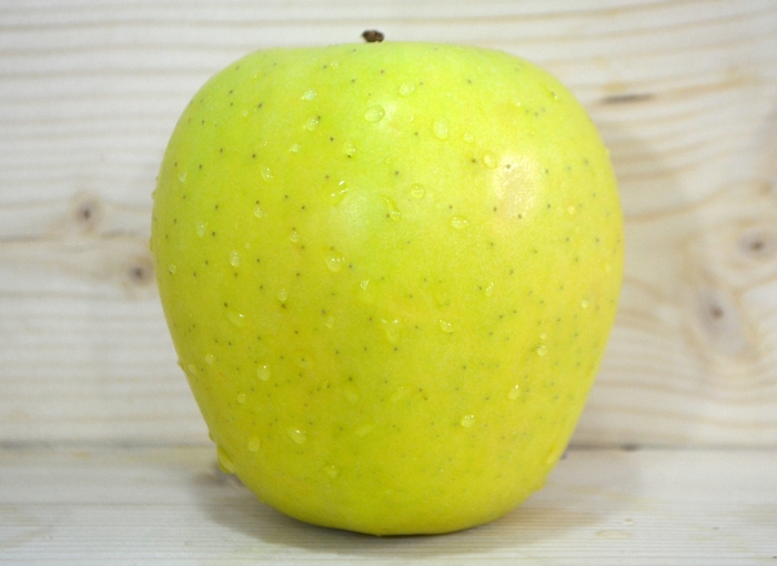 'Golden Delicious' Apple - Malus domestica from Winding Creek Nursery