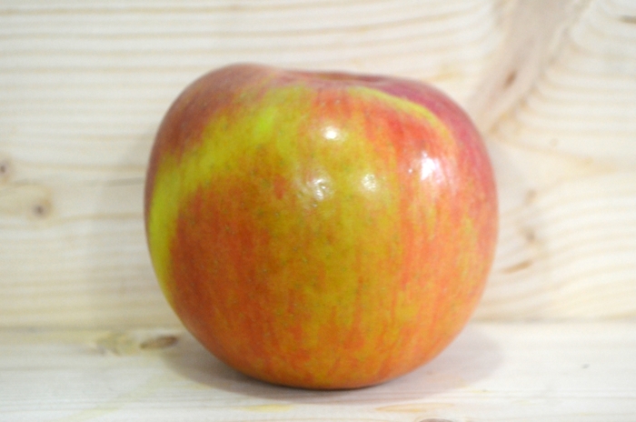 'Fuji' Apple - Malus domestica from Winding Creek Nursery