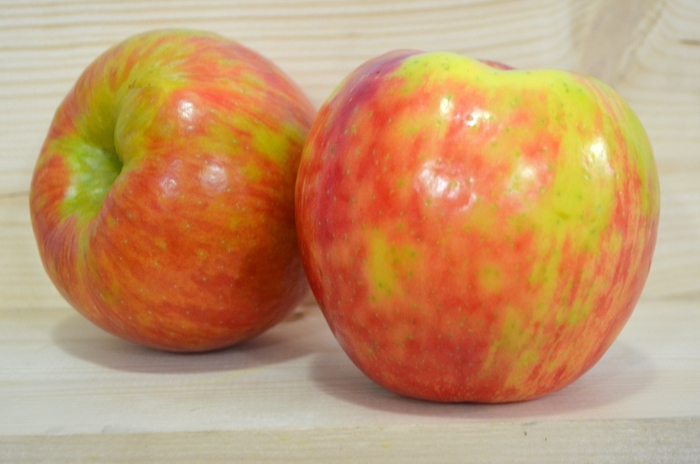 'Honeycrisp' Apple - Malus domestica from Winding Creek Nursery