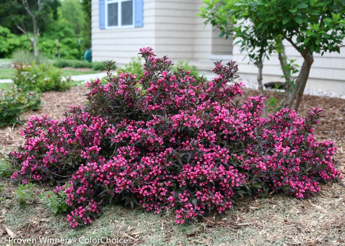 Spilled Wine® - Weigela florida from Winding Creek Nursery