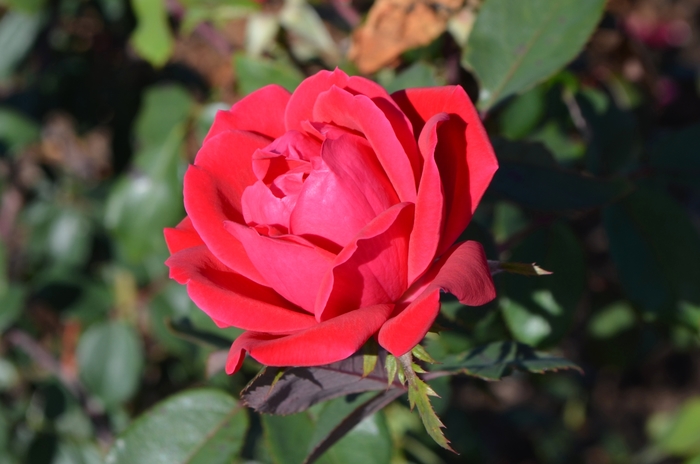 Knock Out® Double - Rosa (Shrub Rose) from Winding Creek Nursery