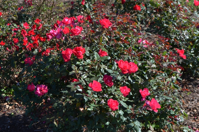 Shrub Rose - Rosa from Winding Creek Nursery