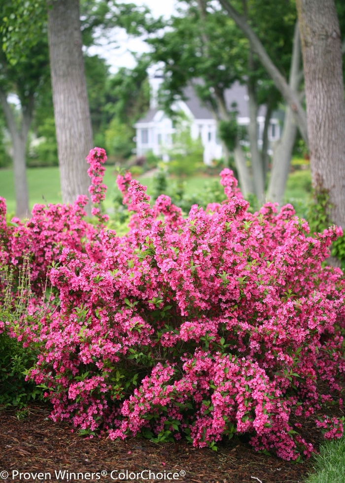 Sonic Bloom® 'Pink' - Weigela florida (Reblooming Weigela) from Winding Creek Nursery