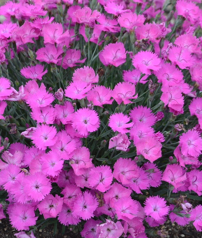 'Paint the Town Fuchsia' Pinks - Dianthus from Winding Creek Nursery