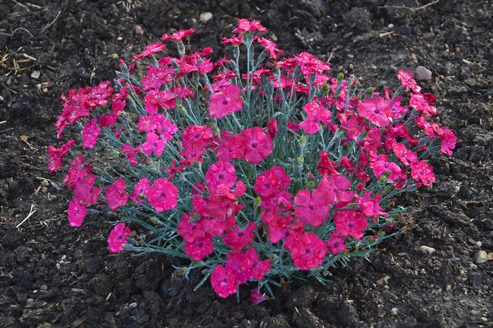 'Paint the Town Magenta' Pinks - Dianthus from Winding Creek Nursery