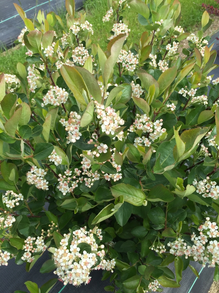 'Low Scape Hedger®' Chokeberry - Aronia melanocarpa from Winding Creek Nursery