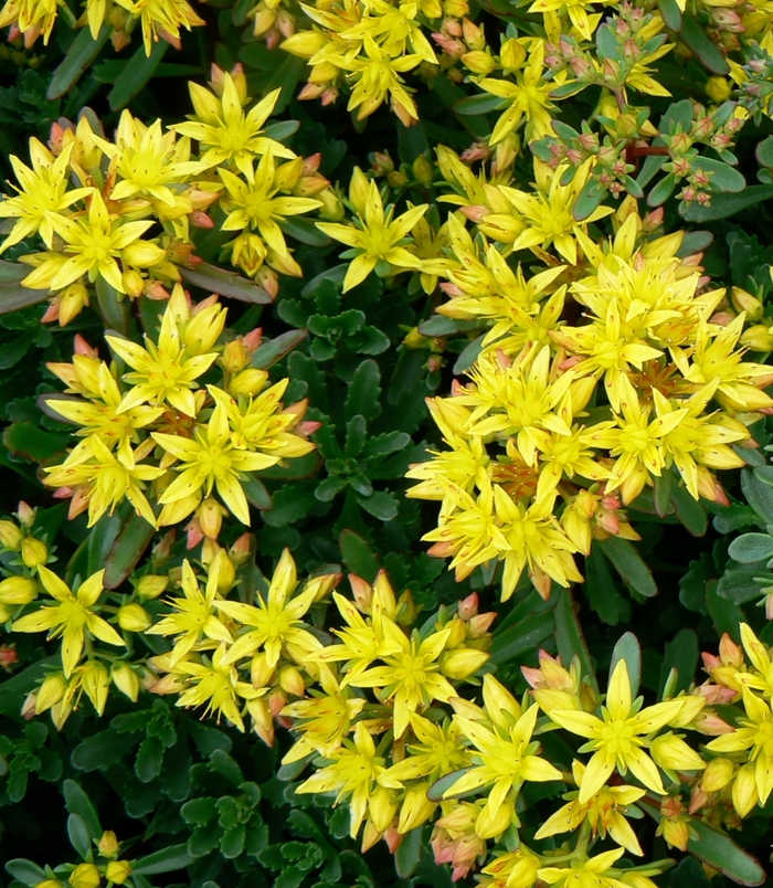 'Weihenstephaner Gold' Stonecrop - Sedum floriferum from Winding Creek Nursery