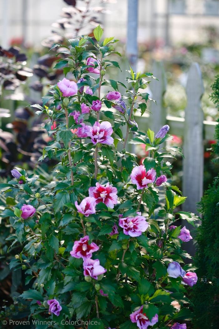 'Purple Pillar®' Rose of Sharon - Hibiscus syriacus from Winding Creek Nursery