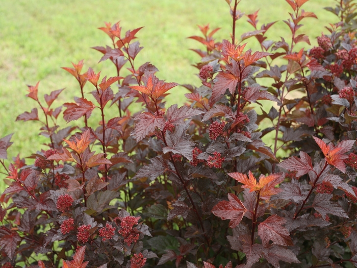 'Ginger Wine®' Ninebark - Physocarpus opulifolius from Winding Creek Nursery