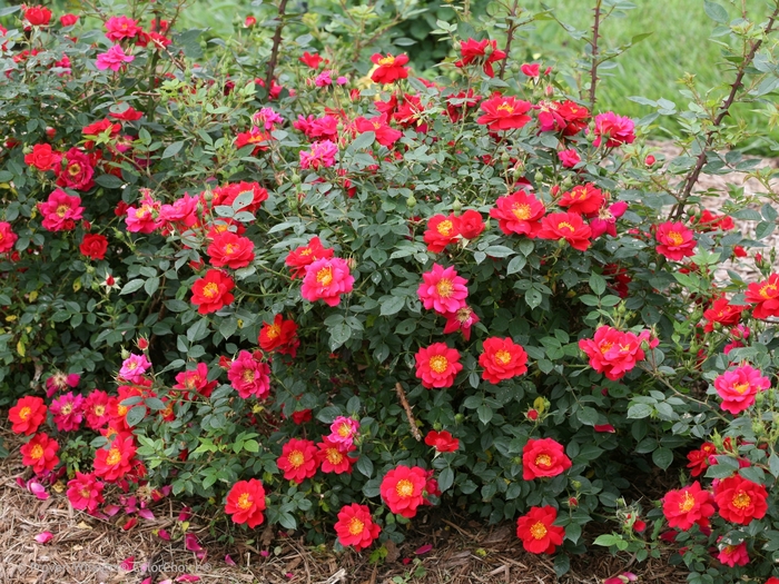 Oso Easy® 'Urban Legend®' - Rosa (Rose) from Winding Creek Nursery