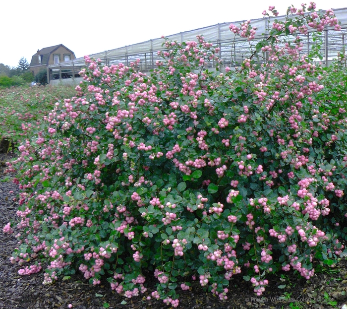 'Proud Berry®' Coral Berry - Symphoricarpos from Winding Creek Nursery