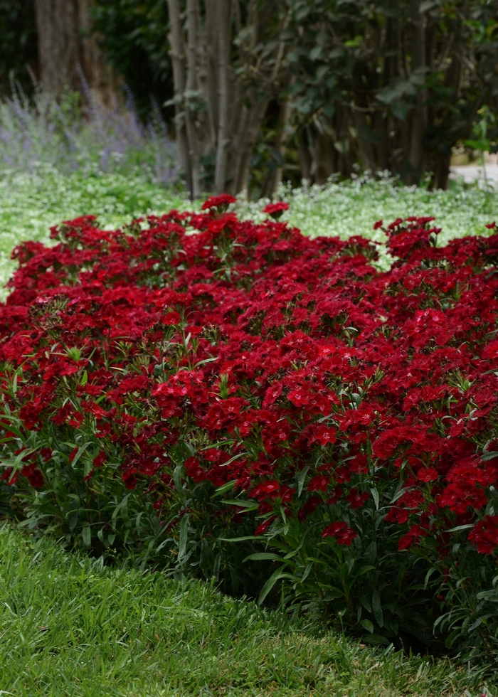 Rockin'™ 'Red' - Dianthus (Sweet William) from Winding Creek Nursery