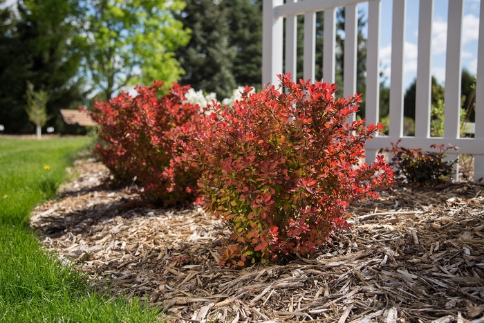 'Toscana™' Barberry - Berberis thunbergii from Winding Creek Nursery