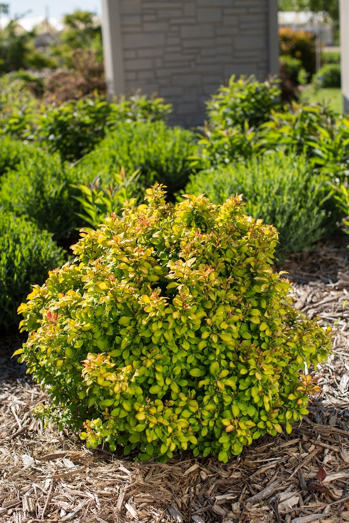 'Limoncello™' Barberry - Berberis thunbergii from Winding Creek Nursery