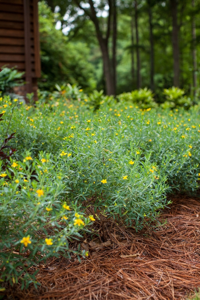 Cobalt-n-Gold™ - Hypericum kalmianum from Winding Creek Nursery