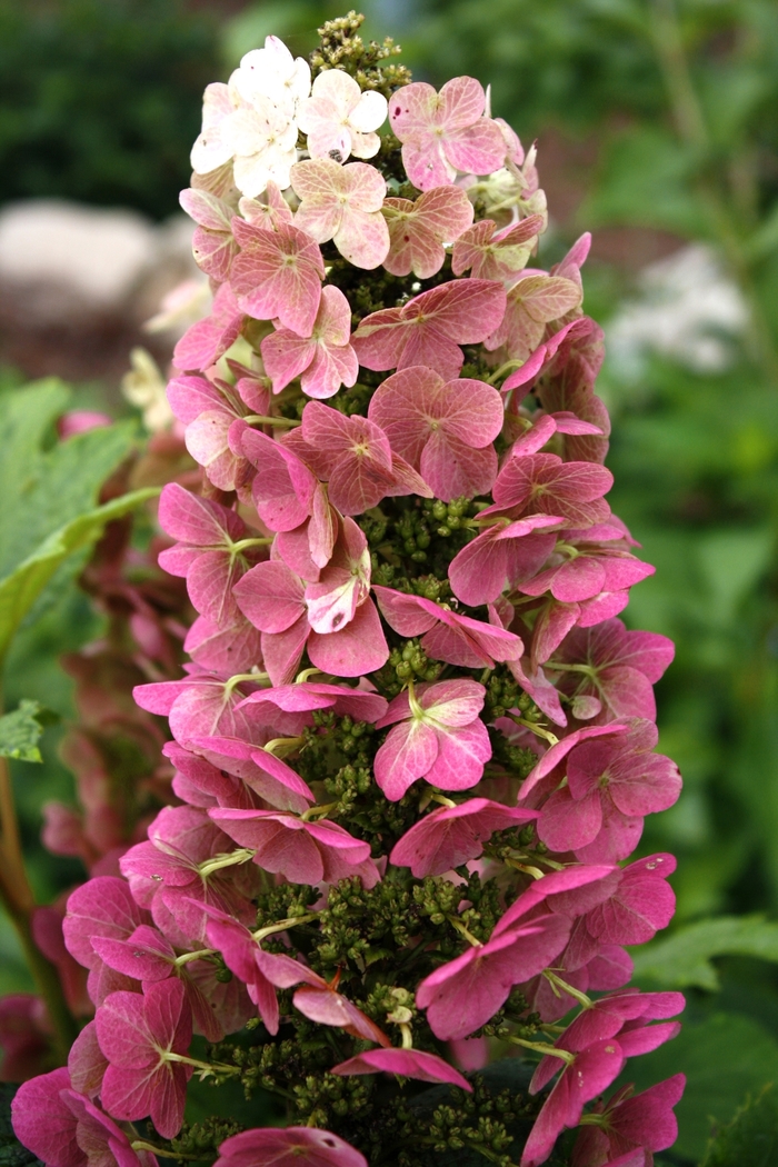 Jetstream™ Oakleaf Hydrangea - Hydrangea quercifolia from Winding Creek Nursery