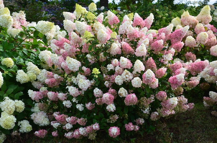 Strawberry Sundae® - Hydrangea paniculata from Winding Creek Nursery