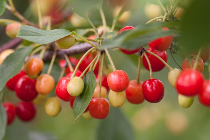 'Sweet Cherry Pie™' Cherry - Prunus from Winding Creek Nursery