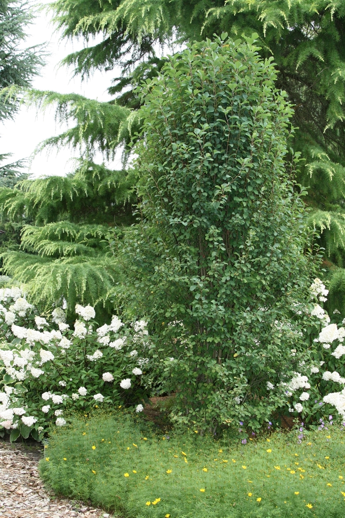 'Standing Ovation™' Serviceberry - Amelanchier alnifolia from Winding Creek Nursery