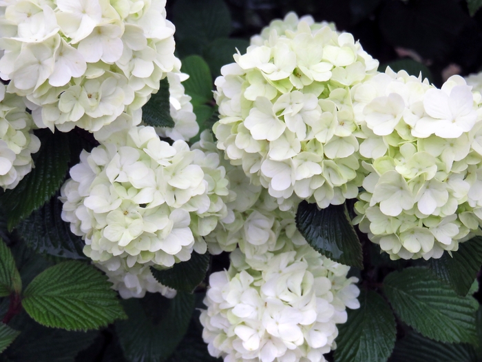 'Opening Day™' Doublefile Viburnum - Viburnum plicatum from Winding Creek Nursery