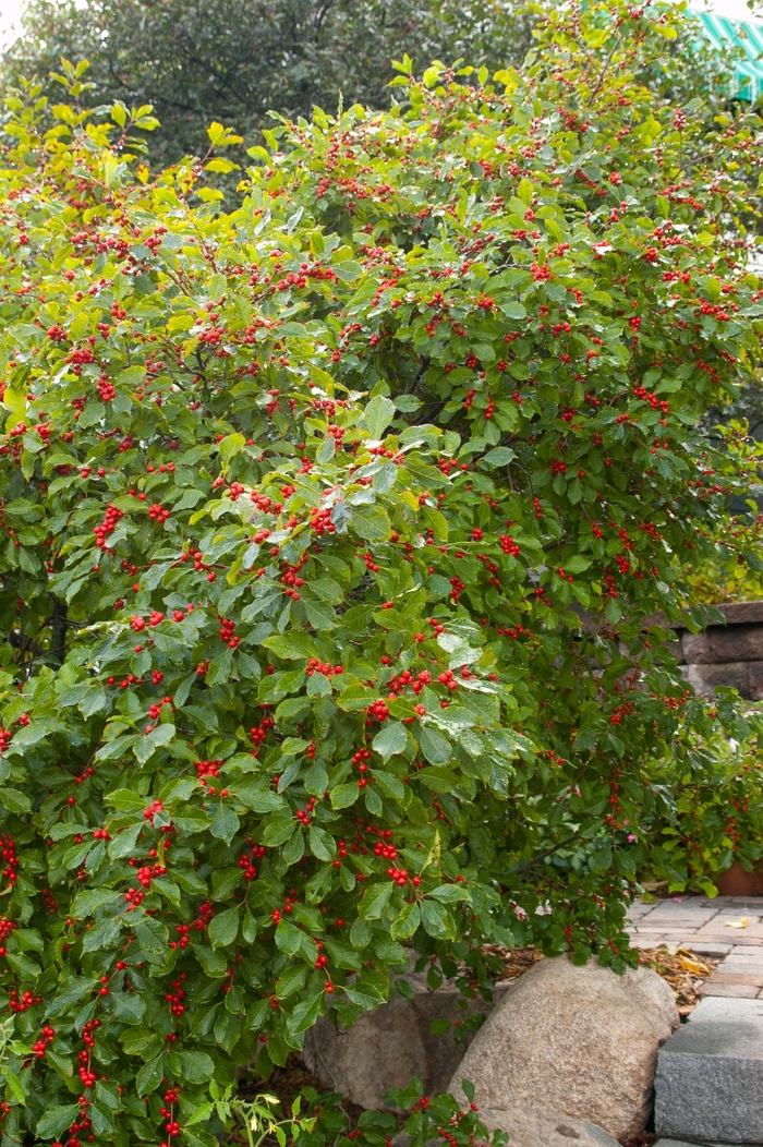 'Wildfire™' Winterberry - Ilex verticillata from Winding Creek Nursery