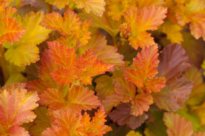 'Amber Jubilee™' Ninebark - Physocarpus opulifolius from Winding Creek Nursery