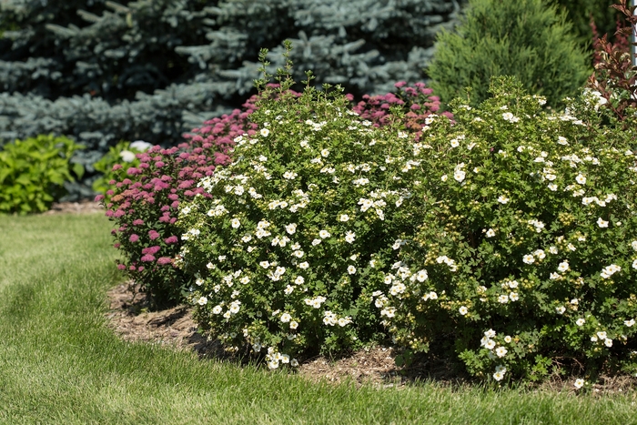 Creme Brule™ - Potentilla fruticosa from Winding Creek Nursery