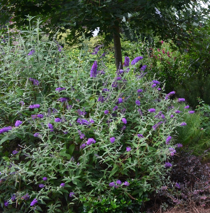 'Groovy Grape™' Butterfly Bush - Buddleia davidii from Winding Creek Nursery