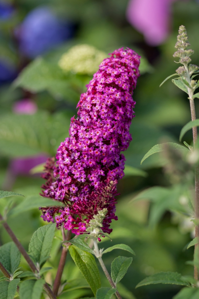 'Funky Fuchsia™' Butterfly Bush - Buddleia davidii from Winding Creek Nursery