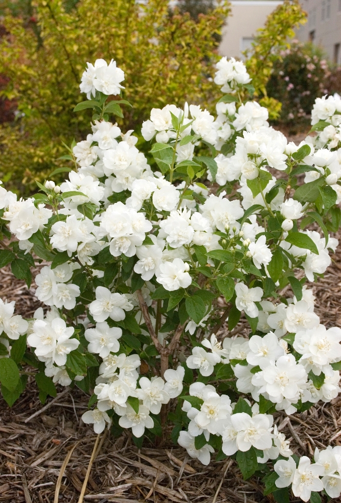 'Snow White™' Mock Orange - Philadelphus from Winding Creek Nursery