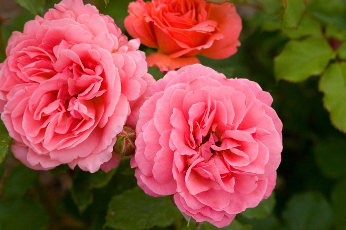 Easy Elegance® Kiss Me - Rosa (Rose) from Winding Creek Nursery