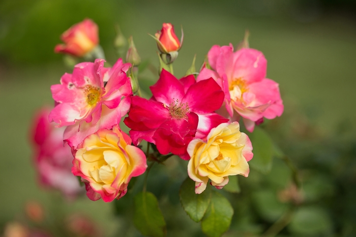 'Campfire' Rose - Rosa from Winding Creek Nursery