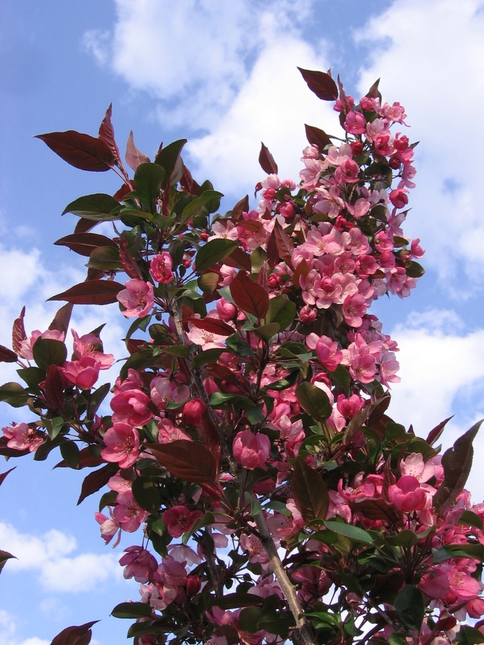 'Gladiator™' Crabapple - Malus x adstringens from Winding Creek Nursery