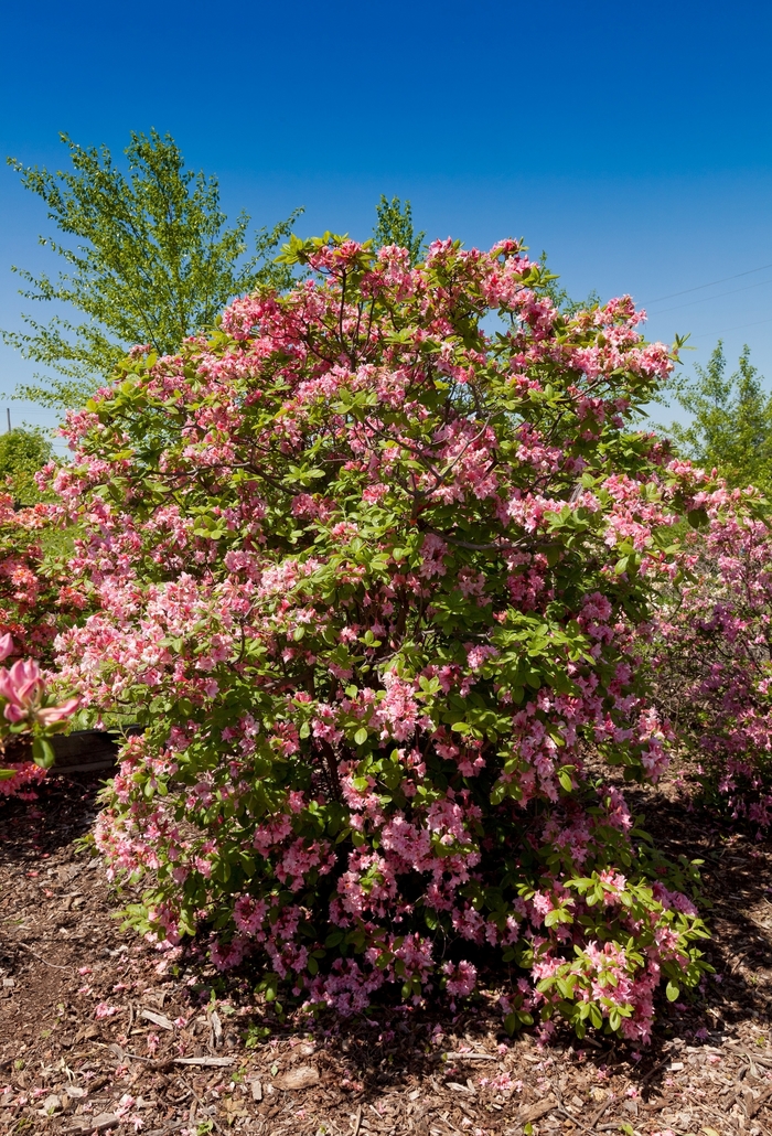 Electric Lights™ 'Double Pink' - Rhododendron (Azalea) from Winding Creek Nursery