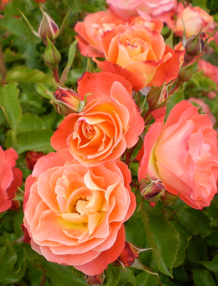 Easy Elegance® 'Coral Cove' - Rosa (Rose) from Winding Creek Nursery