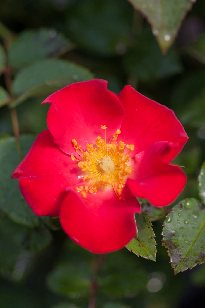 Easy Elegance® 'Screaming Neon Red™' - Rosa (Rose) from Winding Creek Nursery