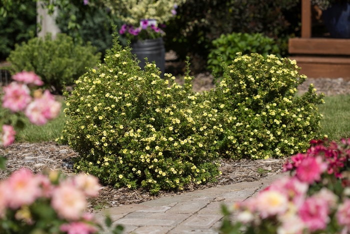 Lemon Meringue™ - Potentilla fruticosa from Winding Creek Nursery