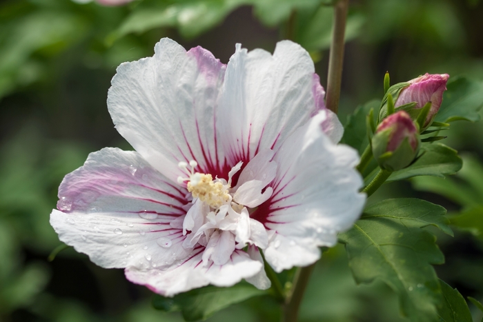 First Editions® 'Fiji™' - Hibiscus syriacus (Rose of Sharon) from Winding Creek Nursery