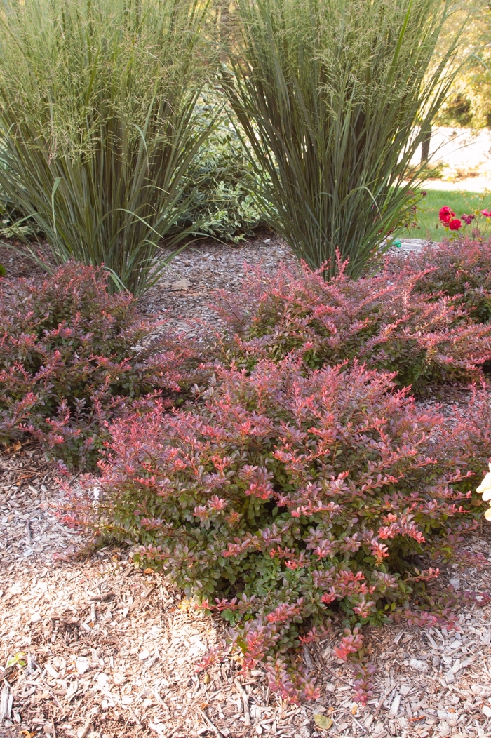 'Cabernet®' Barberry - Berberis thunbergii atropurpurea from Winding Creek Nursery