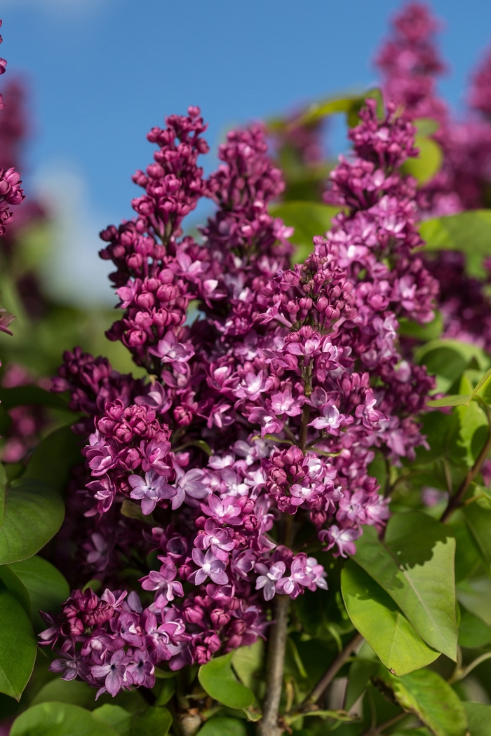 'Virtual Violet™' Lilac - Syringa from Winding Creek Nursery