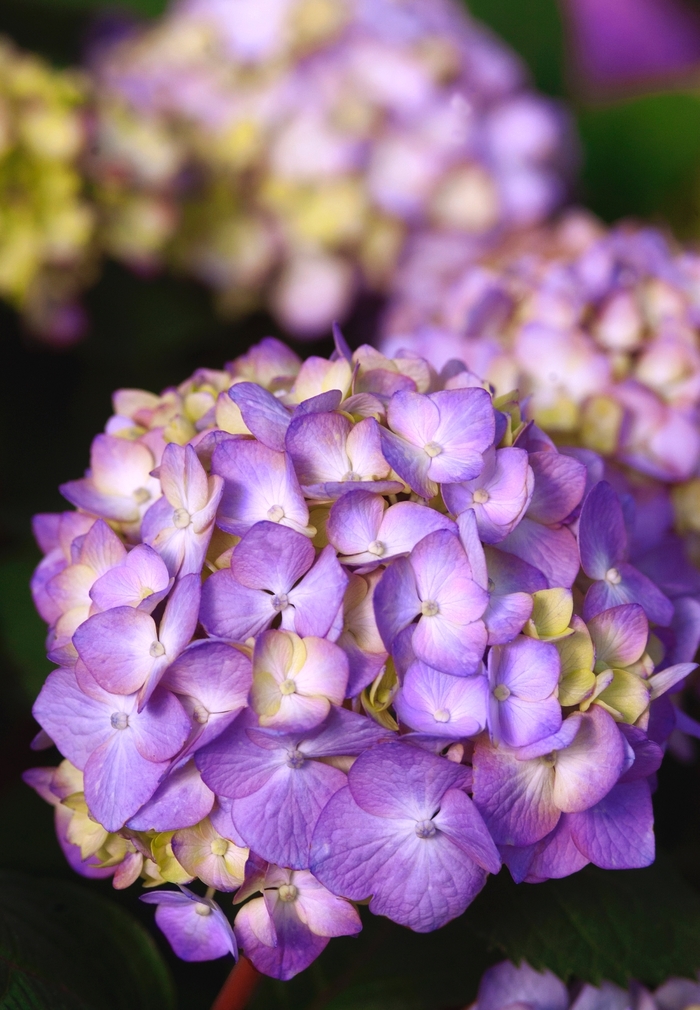 BloomStruck® - Hydrangea macrophylla from Winding Creek Nursery