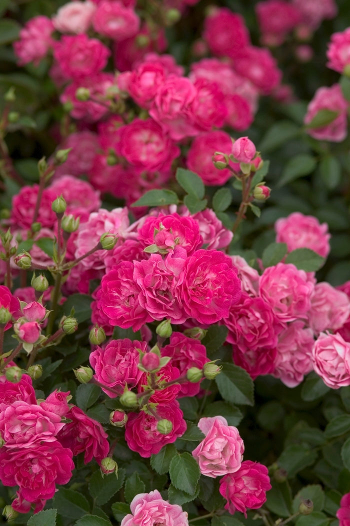 Easy Elegance® Little Mischief - Rosa (Rose) from Winding Creek Nursery