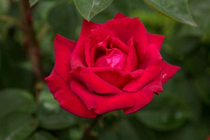 Easy Elegance® Kashmir - Rosa (Rose) from Winding Creek Nursery