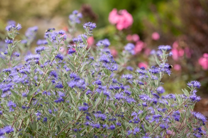 'Sapphire Surf™' Bluebeard - Caryopteris x clandonensis from Winding Creek Nursery