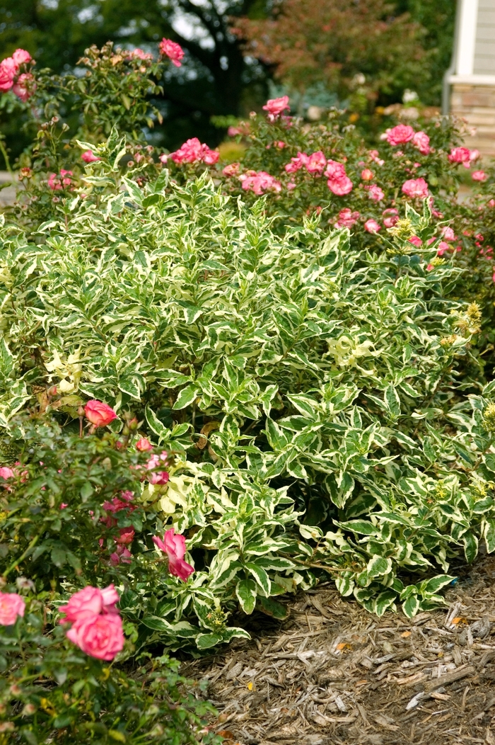 'Cool Splash®' Dwarf Bush Honeysuckle - Diervilla sessilifolia from Winding Creek Nursery