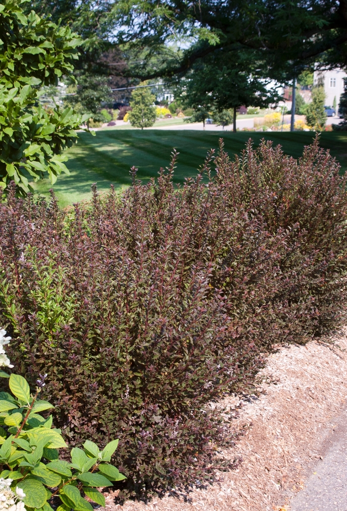 'Little Devil™' Ninebark - Physocarpus opulifolius from Winding Creek Nursery