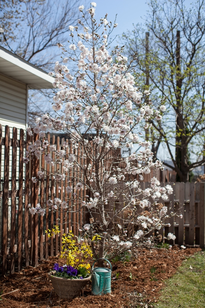 'Centennial Blush™' Star Magnolia - Magnolia stellata from Winding Creek Nursery