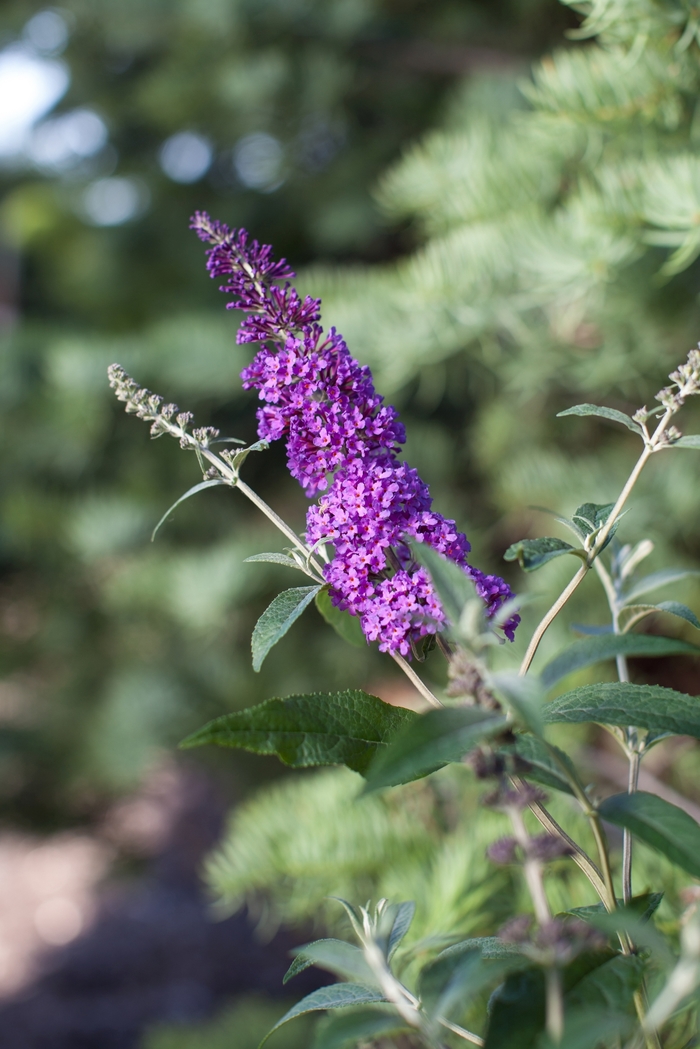 'Psychedelic Sky™' Butterfly Bush - Buddleia davidii from Winding Creek Nursery